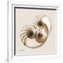 Sepia Nautilus 2-Albert Koetsier-Framed Art Print