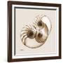 Sepia Nautilus 2-Albert Koetsier-Framed Art Print