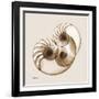 Sepia Nautilus 2-Albert Koetsier-Framed Art Print