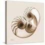 Sepia Nautilus 2-Albert Koetsier-Stretched Canvas