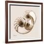 Sepia Nautilus 2-Albert Koetsier-Framed Art Print