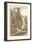 Sepia Noble Fir-Ernst Heyn-Framed Art Print