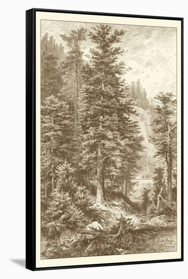 Sepia Noble Fir-Ernst Heyn-Framed Stretched Canvas