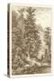 Sepia Noble Fir-Ernst Heyn-Stretched Canvas