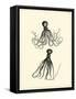 Sepia Octopus-Vision Studio-Framed Stretched Canvas
