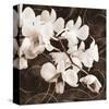 Sepia Orchid II-Christine Zalewski-Stretched Canvas