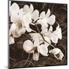 Sepia Orchid II-Christine Zalewski-Mounted Art Print