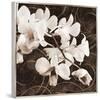 Sepia Orchid II-Christine Zalewski-Framed Art Print