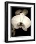 Sepia Orchid-Lydia Marano-Framed Photographic Print