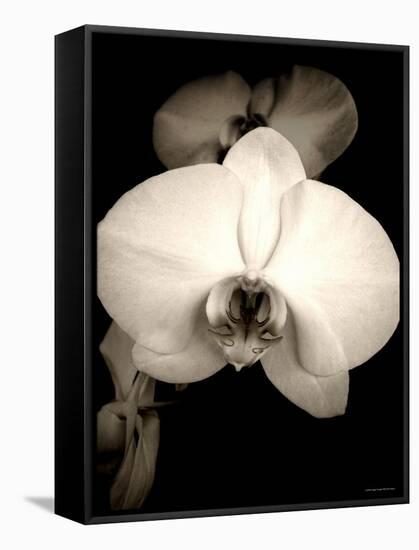 Sepia Orchid-Lydia Marano-Framed Stretched Canvas
