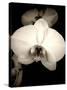 Sepia Orchid-Lydia Marano-Stretched Canvas