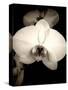 Sepia Orchid-Lydia Marano-Stretched Canvas