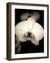 Sepia Orchid-Lydia Marano-Framed Photographic Print