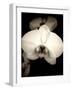 Sepia Orchid-Lydia Marano-Framed Photographic Print