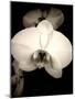 Sepia Orchid-Lydia Marano-Mounted Photographic Print