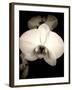 Sepia Orchid-Lydia Marano-Framed Photographic Print