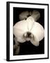 Sepia Orchid-Lydia Marano-Framed Photographic Print