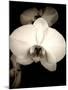 Sepia Orchid-Lydia Marano-Mounted Photographic Print