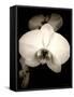 Sepia Orchid-Lydia Marano-Framed Stretched Canvas