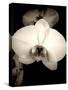 Sepia Orchid-Lydia Marano-Stretched Canvas