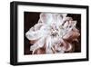 Sepia Peony I-Christine Zalewski-Framed Art Print