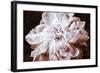 Sepia Peony I-Christine Zalewski-Framed Art Print