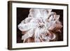 Sepia Peony I-Christine Zalewski-Framed Art Print