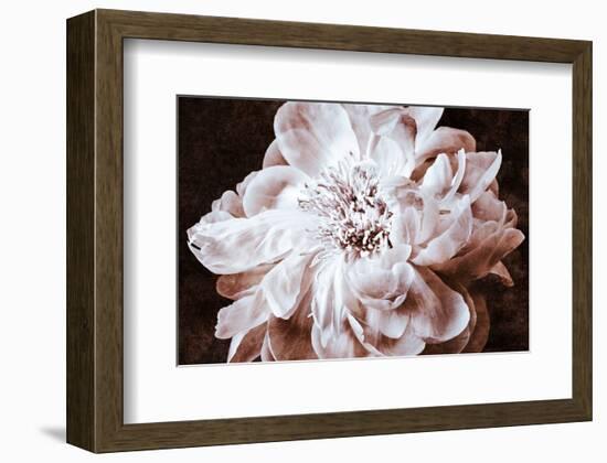 Sepia Peony I-Christine Zalewski-Framed Art Print