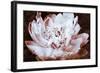 Sepia Peony II-Christine Zalewski-Framed Art Print