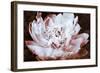 Sepia Peony II-Christine Zalewski-Framed Art Print