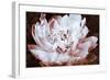 Sepia Peony II-Christine Zalewski-Framed Art Print