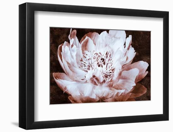 Sepia Peony II-Christine Zalewski-Framed Art Print