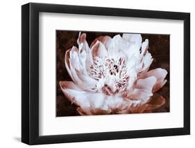 Sepia Peony II-Christine Zalewski-Framed Art Print