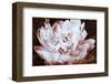 Sepia Peony II-Christine Zalewski-Framed Art Print