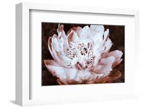 Sepia Peony II-Christine Zalewski-Framed Art Print