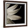 Sepia Petals on Black-Tom Quartermaine-Framed Premium Giclee Print