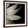 Sepia Petals on Black-Tom Quartermaine-Framed Giclee Print