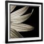 Sepia Petals on Black-Tom Quartermaine-Framed Giclee Print