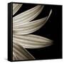 Sepia Petals on Black-Tom Quartermaine-Framed Stretched Canvas