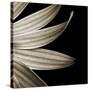 Sepia Petals on Black-Tom Quartermaine-Stretched Canvas