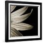 Sepia Petals on Black-Tom Quartermaine-Framed Giclee Print