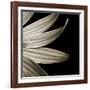 Sepia Petals on Black-Tom Quartermaine-Framed Giclee Print