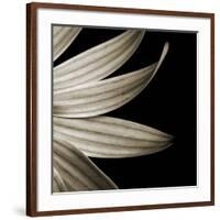 Sepia Petals on Black-Tom Quartermaine-Framed Giclee Print