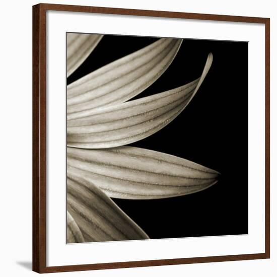 Sepia Petals on Black-Tom Quartermaine-Framed Giclee Print