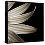 Sepia Petals on Black-Tom Quartermaine-Framed Stretched Canvas