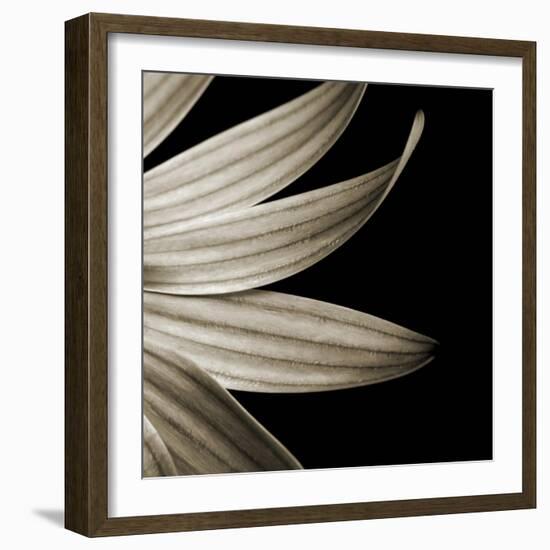 Sepia Petals on Black-Tom Quartermaine-Framed Giclee Print