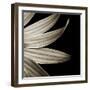 Sepia Petals on Black-Tom Quartermaine-Framed Giclee Print