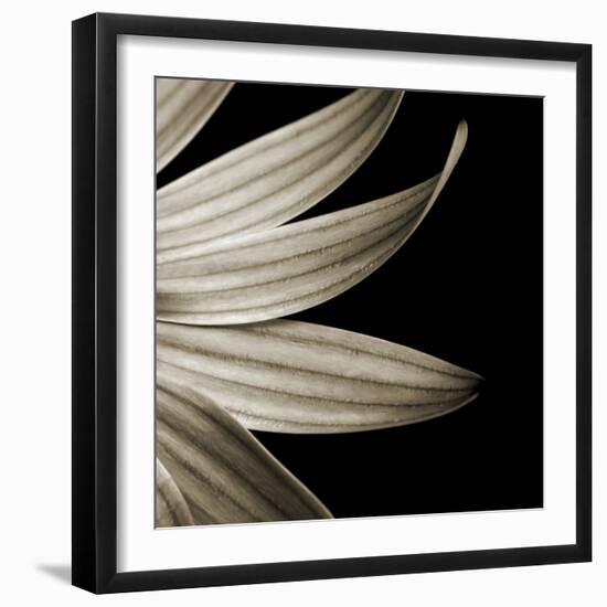 Sepia Petals on Black-Tom Quartermaine-Framed Giclee Print