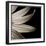 Sepia Petals on Black-Tom Quartermaine-Framed Giclee Print