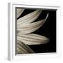 Sepia Petals on Black-Tom Quartermaine-Framed Giclee Print